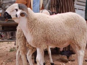 الغرض من الأضحية العبادة والفرحة والتكافل الاجتماعي