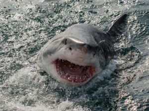 shark