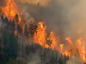  forest fire 