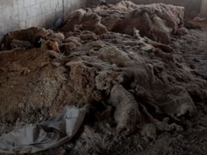 جلود الحيوانات يتم استخدامها في صناعة النقانق