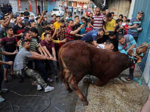 ذبح بقرة خلال عيد الأضحى، في رفح جنوب قطاع غزة في 9 يوليو 2022