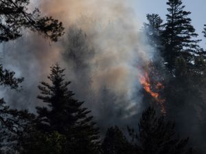 forest fire