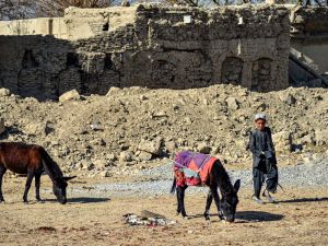 slaughtered donkeys