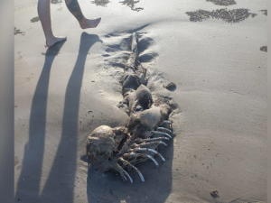 Mystery creature 