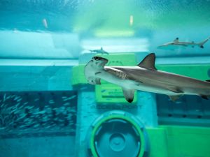 SeaWorld® Yas Island, Abu Dhabi Unveils a  Fincredible Shark Week Agenda   