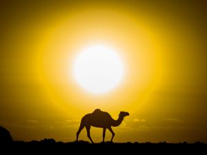 منطقة المغرب العربي تحت رحمة موجة حر خانقة 