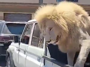 أسد في شوارع طرابلس