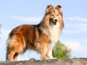 Human dog