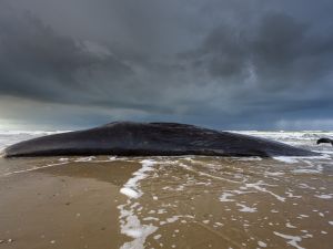 Treasure Found Within a Whale's Belly