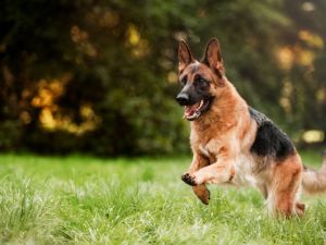 German Shepherd