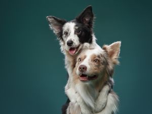 Dog Day