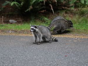 Raccoon