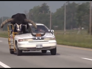 Man takes bizarre road trip with giant bull on car's front seat