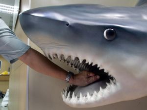 تعرض سيدة مصرية لهجوم من سمكة قرش في مدينة دهب