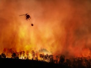 forests fire