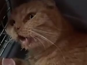 مكافأة لاعتقال المتورطين بواقعة قطط صحراء ابوظبي