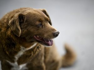 oldest dog
