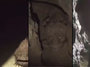 Creepy animal allegedly found inside a cave. (X/Cave Wyrm/Screenshots) Creepy animal