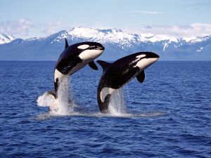 porpoises