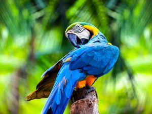 Parrot