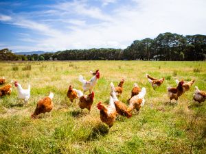 chicken