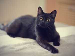cat with two noses 