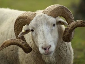 تفسير رؤية الخروف في المنام للرجل