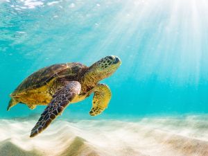 sea turtles