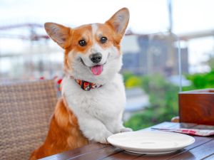 dog restaurant