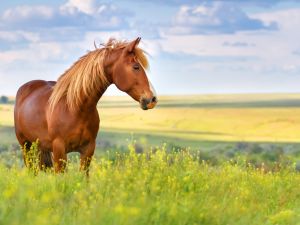 horse