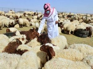 أسواق الغنم في جدة