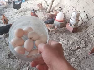 تفسير رؤية جمع البيض في المنام