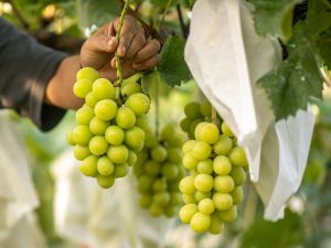 Shine Muscat grapes growing on Yuki Nakamura's farm in Tomi city, Nagano Prefecture. (Photo by Philip FONG / AFP)