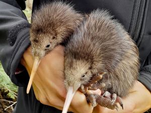 kiwi birds