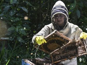 bees
