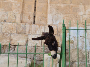 إسرائيلي يدنس مقبرة في القدس ويُعلق رأس حمار بين القبور