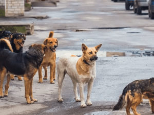 تركيا: الحيوانات الشاردة قد يزيد عددها على عدد السكان بحلول 2040
