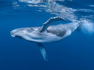 whales