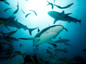 shark attack