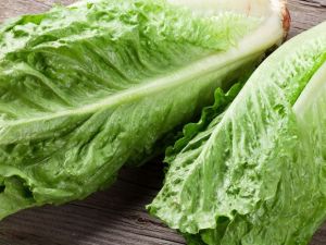 تفسير رؤية الخس في المنام