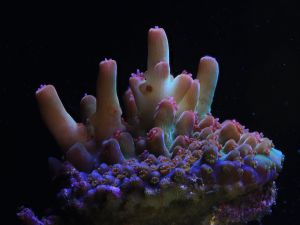 Canon Partners With Researchers To Restore Global Coral Reefs