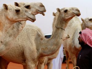 قررت السعودية الاحتفال بسمعة الإبل في العام الجديد 2024