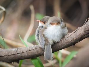 fairywrens