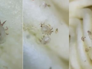 Insects