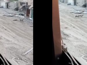 Israeli sniper