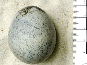 Roman Egg
