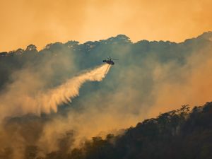 Wildfire in Australia: 16,000 hectares of land reduced to ashes