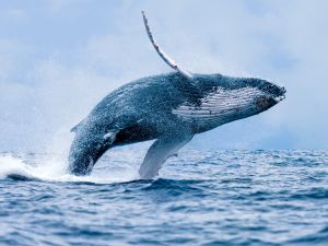 whale population