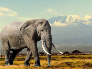 elephants