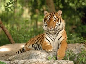 Indian tigers